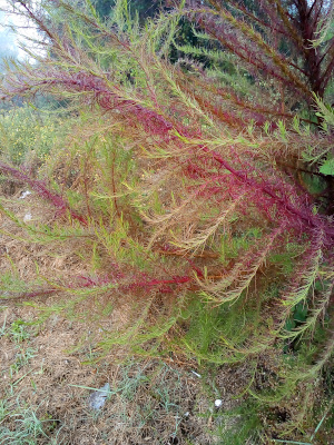 [This plant is fern-like in that it has long wispy branches. It appears the plant is changing colors for fall because while much of the plant is stil green, some parts are turning purple and losing color.]